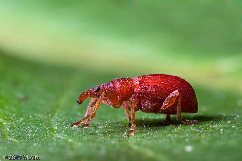 Apion frumentarium